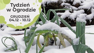 Grudzień w ogrodzie Kalendarz ogrodnika na 0412  1012 Prace ogrodnicze w grudniu [upl. by Gisser]