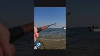 Finicky fish in a blitz stripedbassfishing fishing oceanfishing blitz [upl. by Erreip]