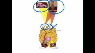 Split Brain experiment  VCE Unit 3 Psychology [upl. by Anairotciv]