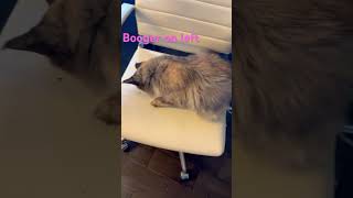 Maine coon Luna meows then eats booger [upl. by Mannes586]