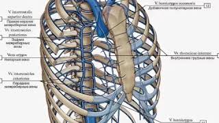 Топография непарной и полунепарной вен [upl. by Mcclish]