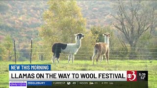 Vermont Sheep and Wool Festival kicks off this weekend [upl. by Newell]