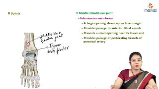 17 Tibiofibular Joint  Anatomy  MBBS Lecture [upl. by Karlise750]