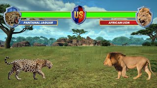 Jaguar vs two lions Lion Run and are scared of Jaguars Roar [upl. by Tugman865]