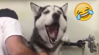 Husky SCREAMING before getting a BATH [upl. by Hoffmann]