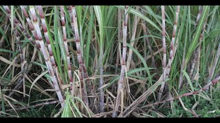 Understanding Carbon Sequestration in Sugarcane Plantsoil System Influence [upl. by Ylloj]