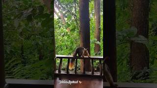 Malabar Squirrel at Wayanad wayanad malabar travel squirrel kerala jungle junglesafari [upl. by Stryker]