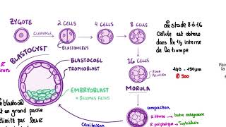 1 ère semaine de développement embryonnaire  résidanat oran [upl. by Genovera]