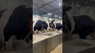 Biggest Holstein Friesian bulls lineup at Sahara agro cow sahiwal biggestcowintheworld shorts [upl. by Ervin]