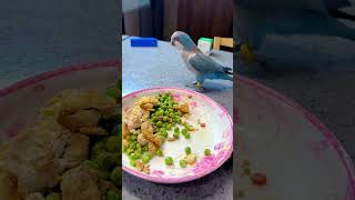 Qiuqiu is more experienced than last year in stealing food bird food parrot supplies parrot foo [upl. by Betteanne]