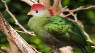 Redcrested turaco National Bird of Angola [upl. by Suoiluj62]