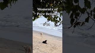 Beach Bliss and 20 Moments of Pure Delight [upl. by Barbie60]