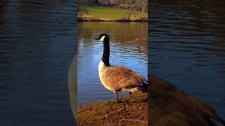 Goose Sound 6 [upl. by Losiram965]