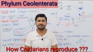 104 Phylum Coelenterata or Cnidaria  Life cycle of Coelenterates  Fsc Biology Kingdom Animalia [upl. by Fotinas]