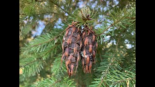 Pseudotsuga menziesii var menziesii and P macrocarpa Douglasfir and bigcone spruce [upl. by Nnahgiel14]