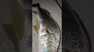 Mulloway jewfish caught on soft plastics mulloway fishing fish australia fishinglife [upl. by Uol418]