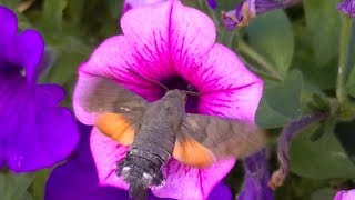 Superbe Papillon Colibri Sphinx [upl. by Gem]