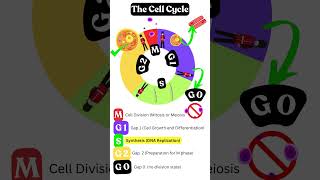 Cell Cycle biology facts [upl. by Enelad]