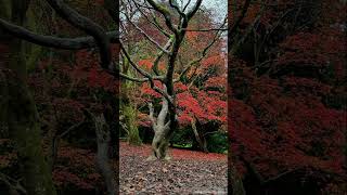 📍 Westonbirt The National Arboretum……autumn england uk 🇬🇧park englandvlog autumncolors [upl. by Nannah]