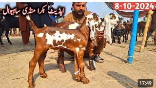 Bakra Mandi sahiwal update Mandi mein bahut khubsurat chhote bacche 03136805101 zafar Bakra TV [upl. by Templia]