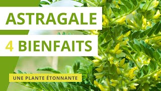 Astragale  4 bienfaits de cette plante médicinale étonnante [upl. by Drauode196]