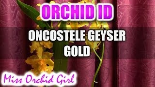 Oncostele Odontoglossum Geyser Gold Orchid [upl. by Gregoor]