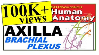 Chp4  Axilla  Brachial Plexus  Upper Limb  BD Chaurasia Regional Anatomy  Dr Asif Lectures [upl. by Audie]