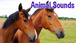 Animal Sounds for Children 20 Amazing Animals [upl. by Neiman783]