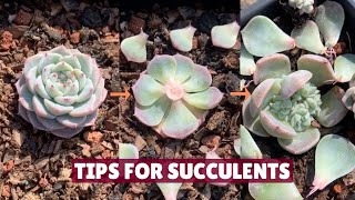 Useful Tips for Succulents You Must Know 🪴  Succulent Garden多肉植物  다육이들  Suculentas [upl. by Ennayrb]