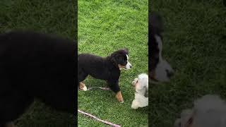 Bernese Mountain Dog Puppy Wants to Play Aww Cmon [upl. by Prinz61]