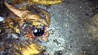 Costa Rica crabs on the Montezuma beach at night [upl. by Pontius530]