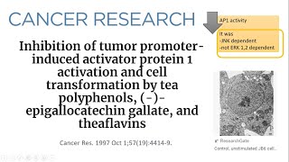 40 Inhibition of Tumor PromoterInduced Cell Transformation by Tea Polyphenols EGCG amp Theaflavins [upl. by Ube638]