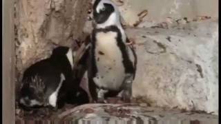 Gay Penguins at Toronto Zoo Being Split Up [upl. by Nohsad]