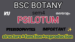 BSC BOTANYPSILOTUMpteridophytesS4Simple explanation in malayalamKeralauniversity [upl. by Alin170]