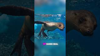 Sea Dog vs Sea Lion Whats the Difference facts sea shark [upl. by Byler164]