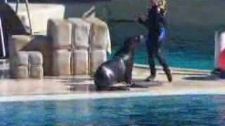 Marianne fait son show au Marineland [upl. by Hepsiba586]