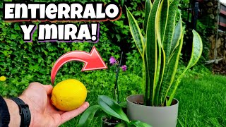 LIMÓN en tus PLANTAS Pon su CÁSCARA y MIRA que Sucede al INSTANTE  Abono Casero para Huerto Urbano [upl. by Talbot987]