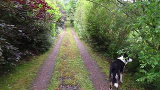 This is What 13 Years of Permaculture in Ireland Looks Like [upl. by Atinoj]