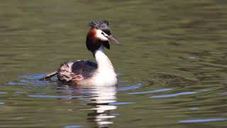 Great Crested Grebe at Herdsman Lake Nov 2023 [upl. by Dougy565]