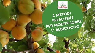 Albicocco  2 METODI INFALLIBILI PER MOLTIPLICARLO A COSTO ZERO [upl. by Aprilette]