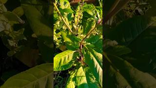 I Like Growing Pokeweed permaculture garden backyardgarden homesteading backyardgardening [upl. by Dnomhcir58]