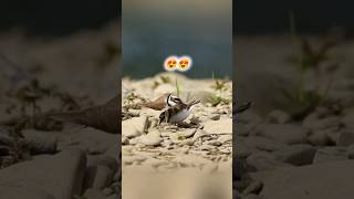 Bird Mating call  Love Birds before Mating video birds shorts short lovelybirds [upl. by Nolek]