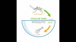 Ciclo de vida del dengue [upl. by Ddarb]