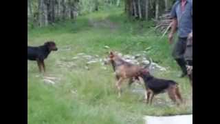 Ladrido Perro Raza Rottweiler MOV [upl. by Truitt]