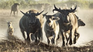 Extremely Rare Footage Pack of Dingoes Hunting Asiatic Water Buffalo in Australia [upl. by Tiffie]