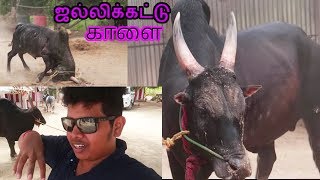 Jallikattu Kaalai  Training the Beast  Maatu Pongal [upl. by Mcripley138]