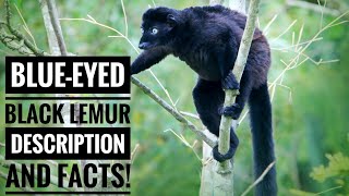 BlueEyed Black Lemur  Description and Facts [upl. by Emlyn]