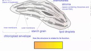 Photosynthesis Part 7 Structure of Chloroplast IB Biology [upl. by Latrice]