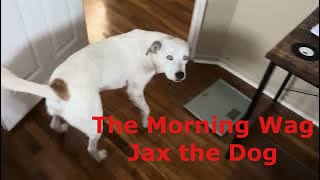 Jax the Dog  The Morning Wag lapdogs cutedog [upl. by Enerod]