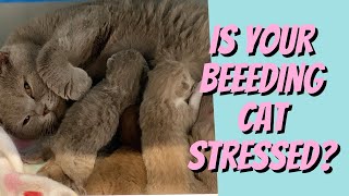 Breeding cat STRESSED Try This [upl. by Boyse]